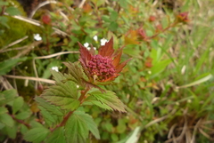 Spiraea hayatana