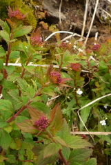 Spiraea hayatana