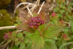 Spiraea hayatana