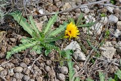 Reichardia tingitana