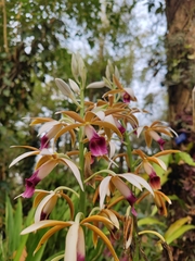 Phaius
