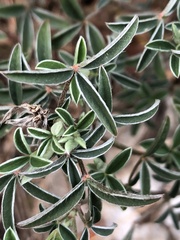 Argyrolobium zanonii