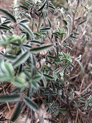 Argyrolobium zanonii