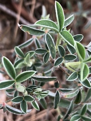 Argyrolobium zanonii