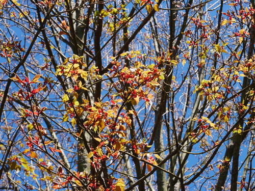 Image of Acer morrisonense by (c) Jacy Chen, some rights reserved (CC BY)