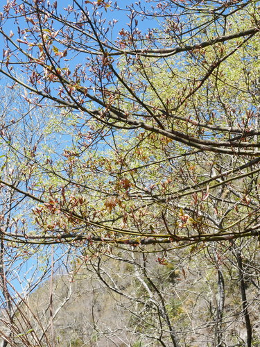 Image of Acer morrisonense by (c) Jacy Chen, some rights reserved (CC BY)