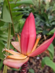 Musa rubinea