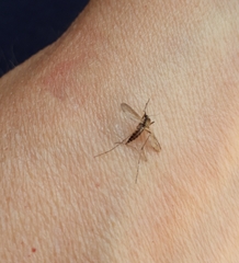 Aedes albifasciatus