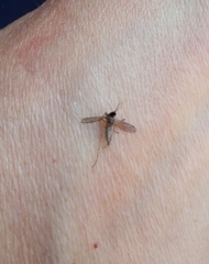 Aedes albifasciatus