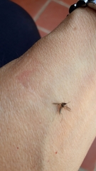 Aedes albifasciatus