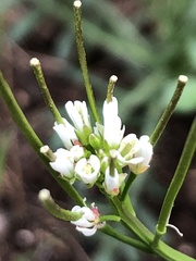 Cardamine