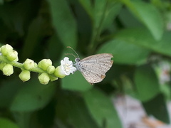 Zizula hylax pygmaea
