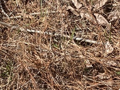 Helocordulia selysii