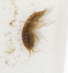 Gammarus lacustris