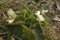 Viola alba alba