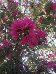 Bougainvillea