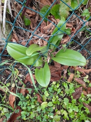 Himantoglossum hircinum