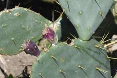 Opuntia bentonii