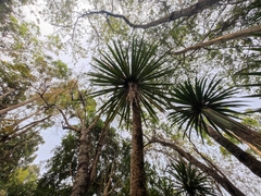 Dracaena cochinchinensis