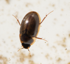 Enochrus testaceus