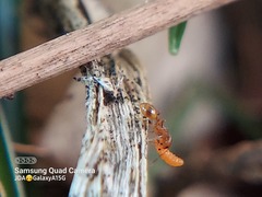 Formicidae
