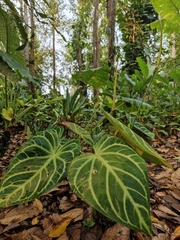 Anthurium regale