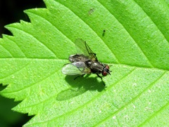 Hydrotaea dentipes