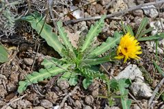 Reichardia tingitana