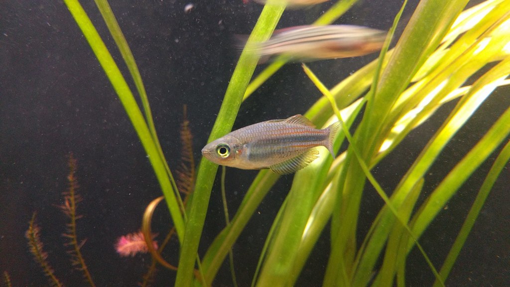 Utchee Creek Rainbowfish