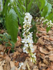 Millettia leptobotrya