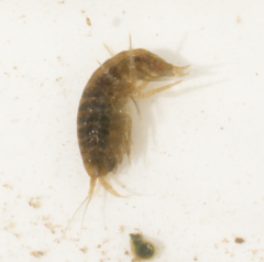 Gammarus lacustris