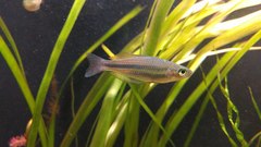 Utchee Creek Rainbowfish photo 2