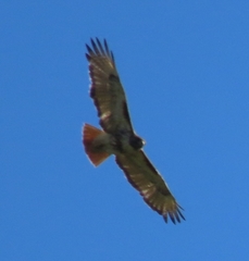 Buteo jamaicensis umbrinus