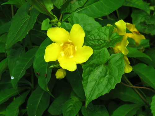 Allamanda cathartica image