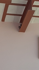 Ptyonoprogne rupestris