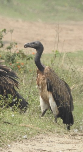 Slender-billed Vulture (Gyps tenuirostris), photo 8