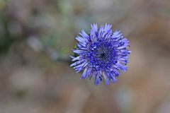 Globularia alypum