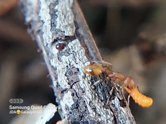 Formicidae
