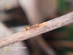 Formicidae