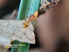 Formicidae
