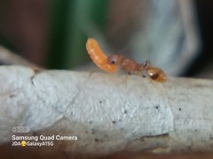 Formicidae