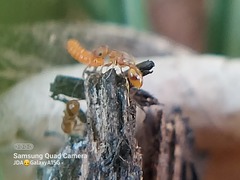 Formicidae