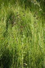 Juncus atratus