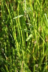 Juncus atratus