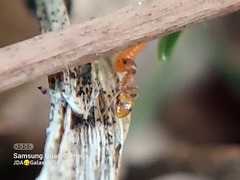 Formicidae