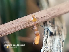 Formicidae