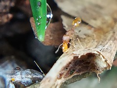 Formicidae