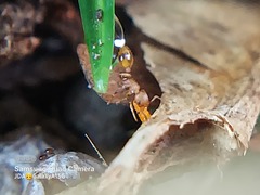 Formicidae