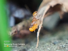 Formicidae