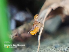 Formicidae